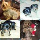 Yorkie puppies ckc teacup&toy 