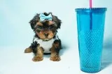 Ckc yorkie puppies 