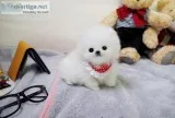 Micro teacup platinum quality white pom