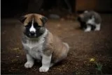 Akita puppy available now