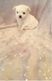 Cute kc registered maltese puppies jhj