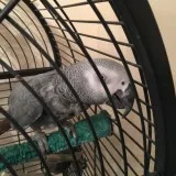 African grey parrot for sale