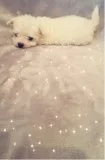 Ready sweet maltese puppies for sale nj 