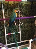 Nice blue and gold macaw ready jlkhblj