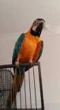 Sweet talking blue and gold macaw lkjhjn