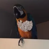 Stunning hybrid macaw babies 2 baby