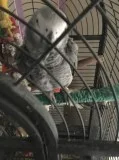 Talking african grey for sale uhohiu