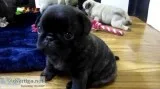 Pug puppy