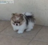Teacup pomeranian puppies for sale
