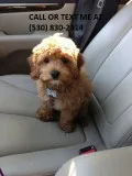 Cute golden doodle puppy 4 sale