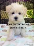 Hhealthy maltese puppies available now