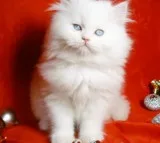 Persian kittens