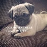 Super friendly male pug puppy for sale 