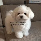 Sssuper adorable maltese puppies 4 sale