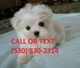Cute t-cup maltese puppies for sale now 
