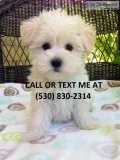 Cute/gorgeous teacup maltese puppies