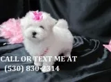 Miniature maltese puppies for sale now a