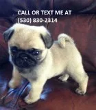 Cute pug puppies available for sale 