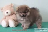 Gorgeous akc pomeranian puppies 