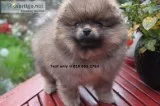 Pomeranian puppies available