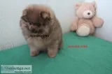 Chubby akc pomeranian puppies available
