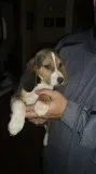 Beautiful litter of beagles - ready now