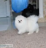 Gorgeous male and female pomeranian 