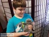 Gorgeous blue scottish fold and straight