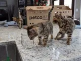 Bengal kitten tica registered
