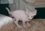 Female white sphynx kitten with blue eye