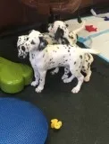 Playful dalmatian puppies