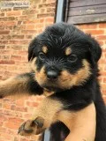 Quality rottweiler puppies