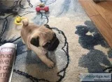  stunning pug puppies