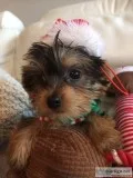 Beautiful teacup yorkies