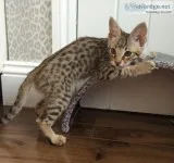F1 savannah kittens for sale