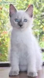Genuine rag dol kitten kittens for sale 