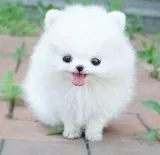 Affectionate teacup pomeranian