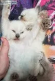 Beautiful boys - ragdoll kittens - regis