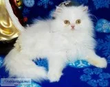 Persian kitten ready to go white, silver