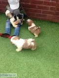 Pure shihtzu puppies 