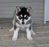 Pomsky puppies available *804*215*4739)