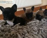 Top quality lilac, blue, black an tan fren