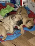 Akc stunning fawn litter