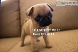 Ksbdkfbks soft andclean pug puppies for 