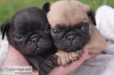  super pug puppies available*