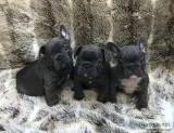 Stunning blue girls