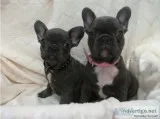 Beautiful akc reg frenchbulldog puppies