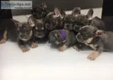 Blue and tan quad carriers