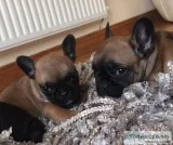 French bulldogs for sale