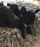 Superb french bull dog pups